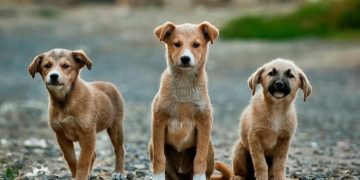 Camboriú terá primeiro Hospital Veterinário