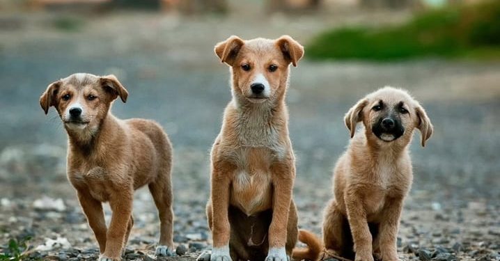 Camboriú terá primeiro Hospital Veterinário
