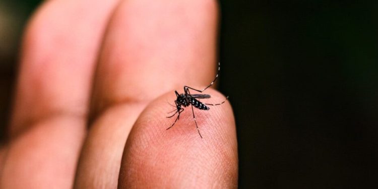 48 NOVOS LEITOS DE UTI PARA A DENGUE