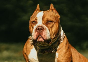 Governo de SC assina decreto que veta pit bulls em locais públicos com multa de até R$ 5 mil
