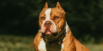 Governo de SC assina decreto que veta pit bulls em locais públicos com multa de até R$ 5 mil