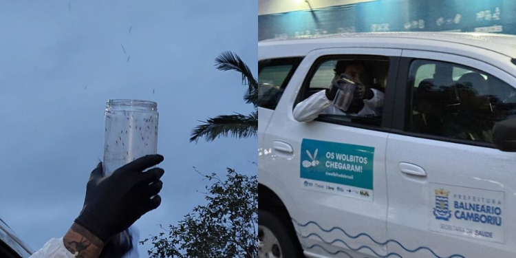 Balneário Camboriú inicia soltura de mosquitos Wolbitos para combater a dengue