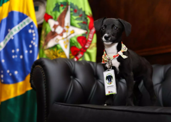 Governo de SC destina R$ 17 milhões para castração de mais de 80 mil animais