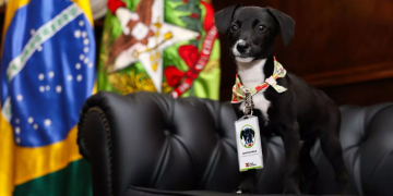 Governo de SC destina R$ 17 milhões para castração de mais de 80 mil animais