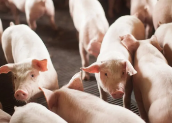 SC bate recorde com 2 milhões de toneladas de carnes exportadas em 2025