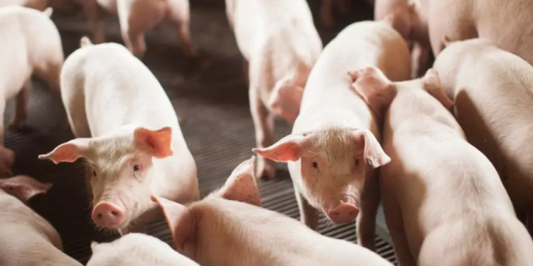 SC bate recorde com 2 milhões de toneladas de carnes exportadas em 2025