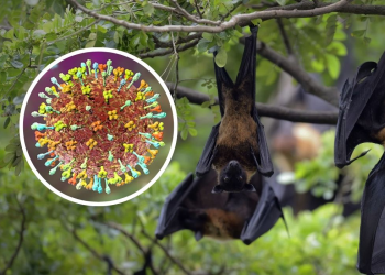 OMS avalia risco de propagação global do vírus Nipah, que pode matar em até 75% dos casos
