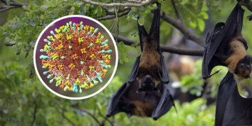 OMS avalia risco de propagação global do vírus Nipah, que pode matar em até 75% dos casos