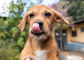 Bazar beneficente em prol da causa animal acontece neste sábado em Camboriú