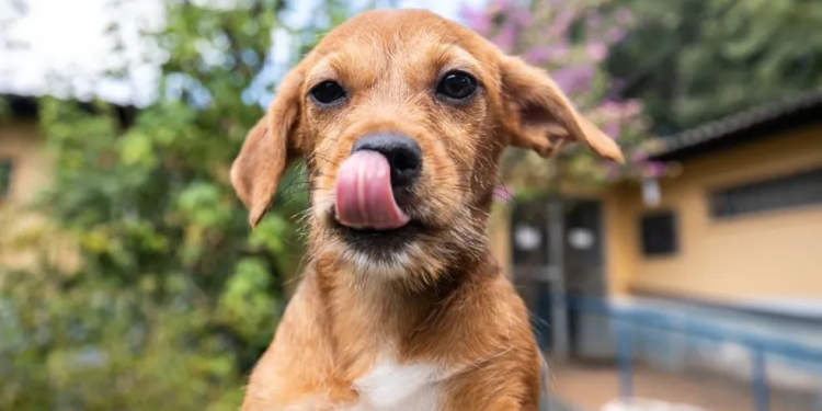 Bazar beneficente em prol da causa animal acontece neste sábado em Camboriú