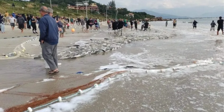 Governo de SC vai à Justiça para derrubar cota que acaba com a pesca da tainha